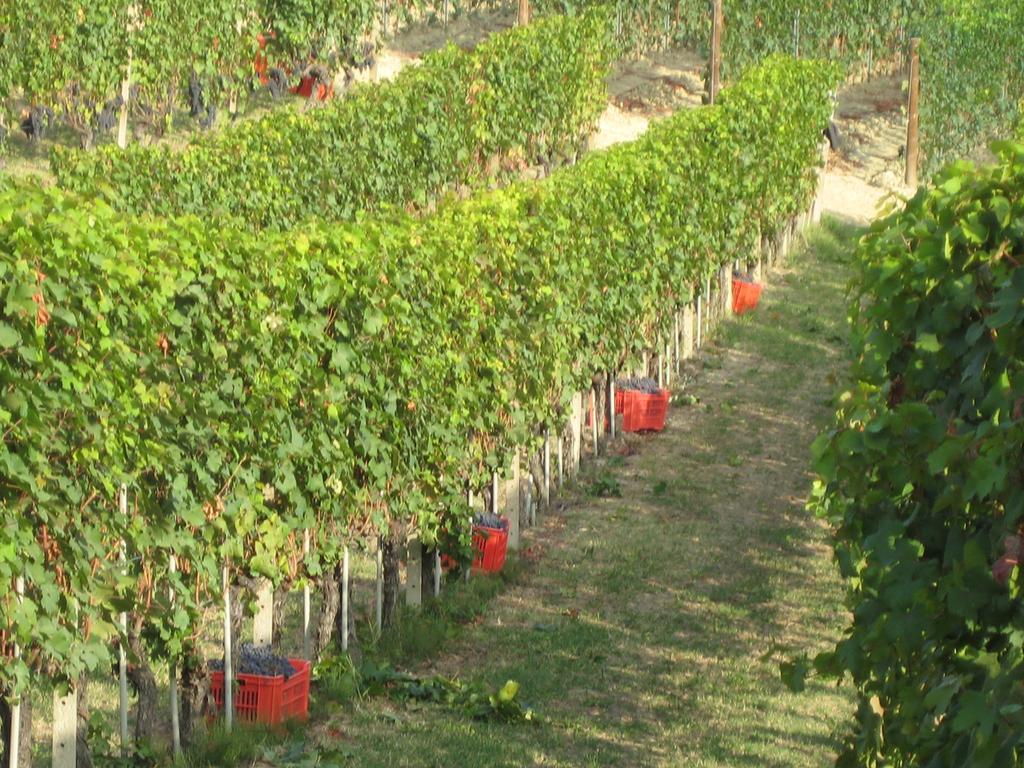 Agriturismo Il Ciabot Бароло Экстерьер фото