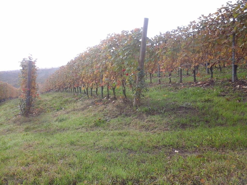 Agriturismo Il Ciabot Бароло Экстерьер фото